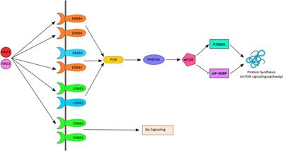 Peripheral Transcription of NRG-ErbB Pathway Genes Are Upregulated in Treatment-Resistant Schizophrenia